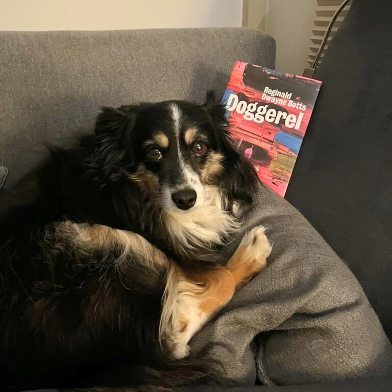 Dog with book